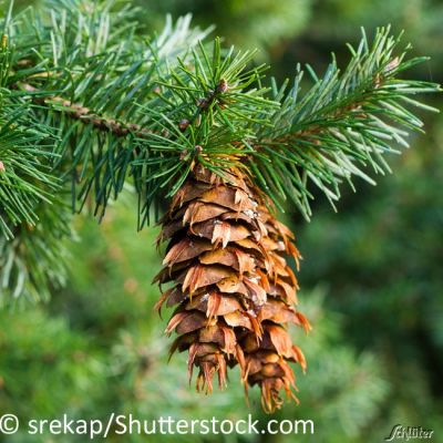 Douglasie 50/80 Wz Douglasie 50/80 Wz