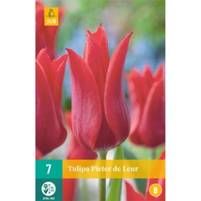 Lilienblütige Tulpe 'Pieter de Leur' - 7 Stück