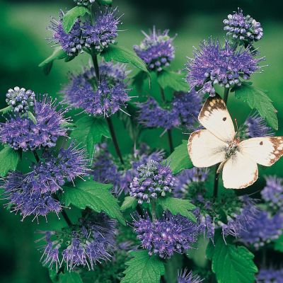 Bartblume 'Kew Blue' Bartblume 'Kew Blue'
