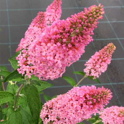 Sommerflieder 'Pink Panther®' Sommerflieder 'Pink Panther®'