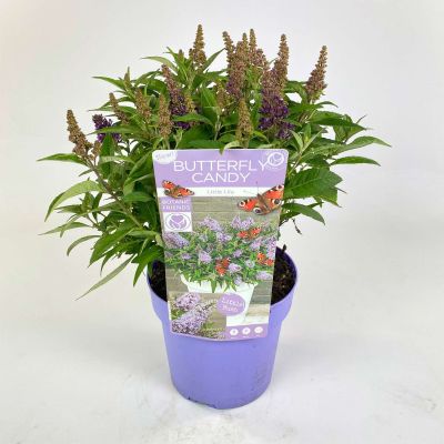 Zwerg-Schmetterlingsflieder 'Butterfly Candy® Little Lila' Zwerg-Schmetterlingsflieder 'Butterfly Candy® Little Lila'