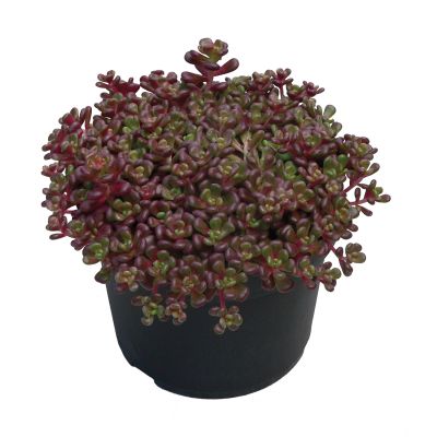 Oregon-Fetthenne Oregon-Fetthenne