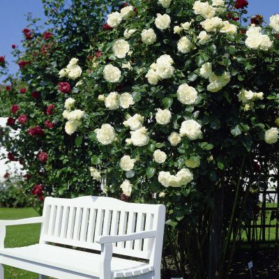 Kletterrose 'Schneewalzer®' Kletterrose 'Schneewalzer®'