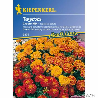 Tagetes 'Cresto Mix' Tagetes 'Cresto Mix'
