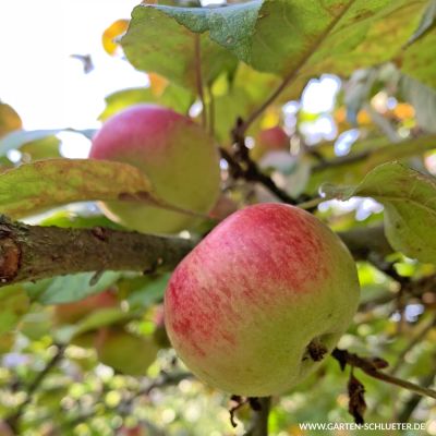 Apfel 'Prinz Albrecht von Preußen'  - Herbstapfel Apfel 'Prinz Albrecht von Preußen'  - Herbstapfel