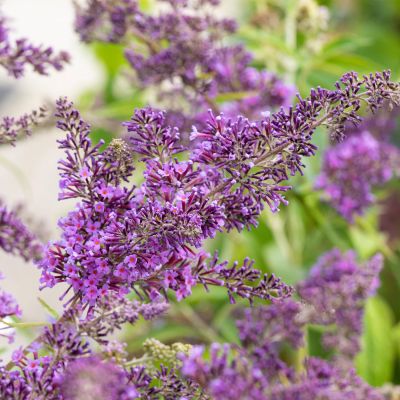 Schmetterlingsflieder 'Dartmoor'