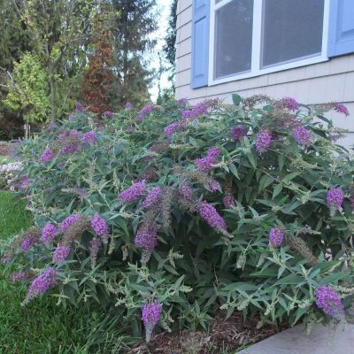 Zwerg-Schmetterlingsflieder 'Purple Chip' Zwerg-Schmetterlingsflieder 'Purple Chip'