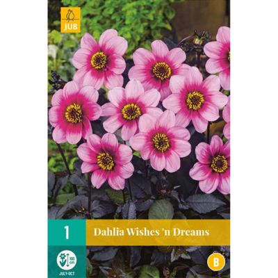 Gallery-Dahlie 'Wishes´n Dreams' Gallery-Dahlie 'Wishes´n Dreams'