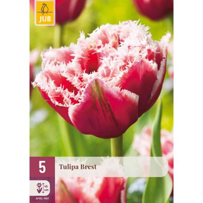 Gefranste Tulpe 'Brest' - 5 Stück