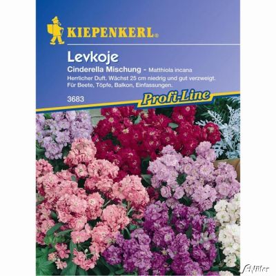 Levkoje 'Cinderella Mischung'