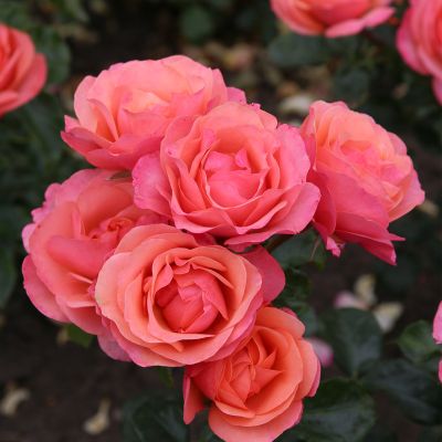 Beetrose 'Coral Lions-Rose®'