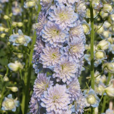 Hoher Rittersporn Highlander 'Moonlight' Hoher Rittersporn Highlander 'Moonlight'