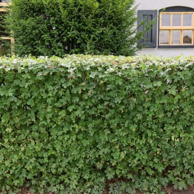 Feldahorn  80 - 100 cm 80 Pflanzen für 20 Meter Hecke