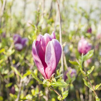 Purpurmagnolie 'Susan' Purpurmagnolie 'Susan'