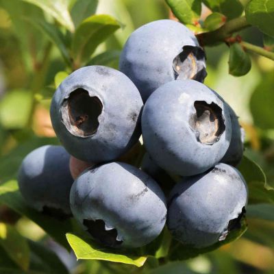 Heidelbeere 'Bluecrop'
