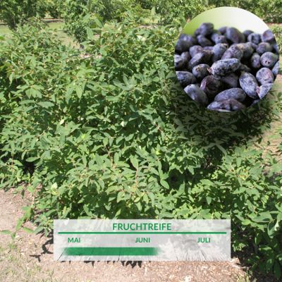 Sibirische Blaubeere 'Bakcarskaja' Sibirische Blaubeere 'Bakcarskaja'