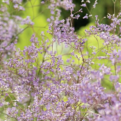 Blauer Strandflieder