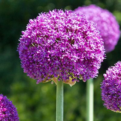 Allium 'Ambassador' - 1 Stück Allium 'Ambassador' - 1 Stück