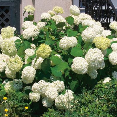 Ballhortensie 'Bounty'