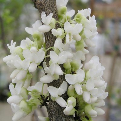 Chinesischer Judasbaum 'Shirobana'