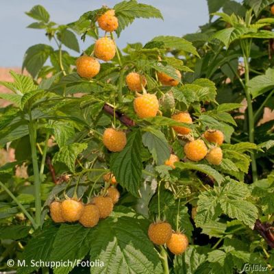 Sommerhimbeere 'Twoface' Sommerhimbeere 'Twoface'
