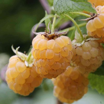 Herbsthimbeere 'Golden Everest' - die Gelbe
