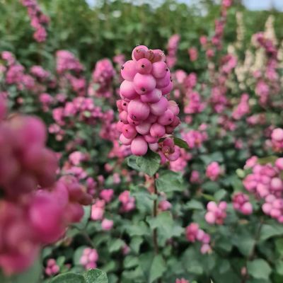 Schneebeere 'Symphony Rumble' ® Schneebeere 'Symphony Rumble' ®