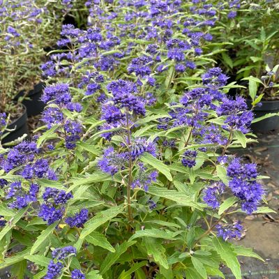 Bartblume 'First Blue' Bartblume 'First Blue'
