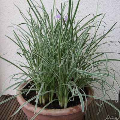 Schnittknoblauch/ Knobi-Gras - 1 Pflanze