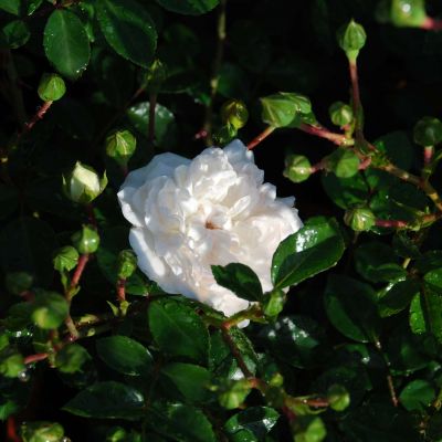 Bodendeckerrose 'Swany®' Bodendeckerrose 'Swany®'