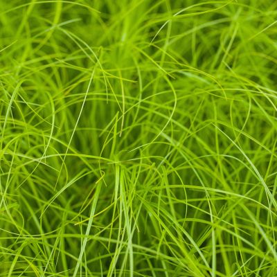 Europäische Wiesen-Segge -  Winkel-Segge Europäische Wiesen-Segge -  Winkel-Segge