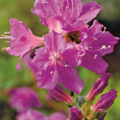 Japanische Azalee 'Purpurtraum' Japanische Azalee 'Purpurtraum'
