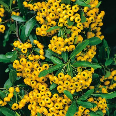 Feuerdorn 'Soleil d'or' Feuerdorn 'Soleil d'or'