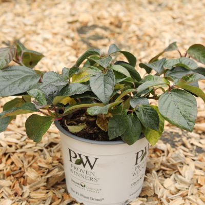 Zwerg-Schneeball 'Shiny Dancer'® Zwerg-Schneeball 'Shiny Dancer'®