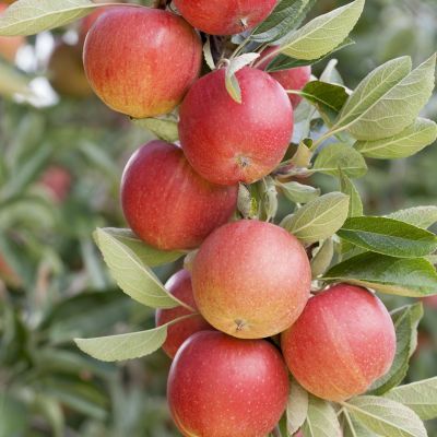 Apfel 'Braeburn' Apfel 'Braeburn'