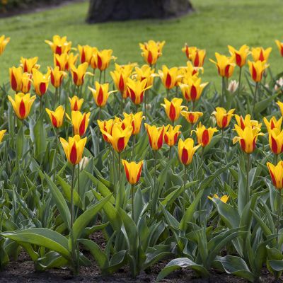 Kaufmanniana Tulpe 'Stresa' 7 Stück