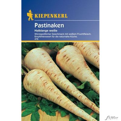 Pastinaken 'Halblange Weiße' Pastinaken 'Halblange Weiße'