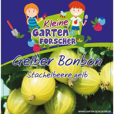 Gelbe Stachelbeere 'Gelber Bonbon'  - Kleine Gartenforscher Gelbe Stachelbeere 'Gelber Bonbon'  - Kleine Gartenforscher