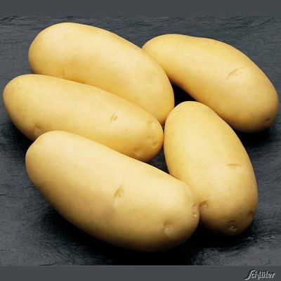 Pflanzkartoffel 'Annabelle' - die Frühe Pflanzkartoffel 'Annabelle' - die Frühe