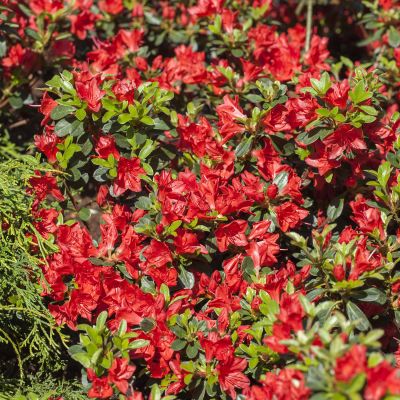 Japanische Azalee 'Fridoline' Japanische Azalee 'Fridoline'