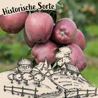 Apfel 'Wettringer Taubenapfel' Apfel 'Wettringer Taubenapfel'