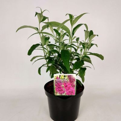 Sommerflieder 'Sugar Plum®' Sommerflieder 'Sugar Plum®'