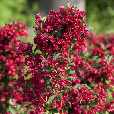 Weigelie 'Red Prince'