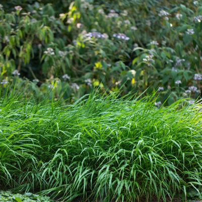 Japanisches Berg-Gras Japanisches Berg-Gras