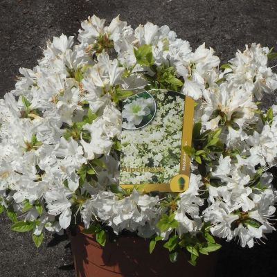 Japanische Azalee 'Patricia Barmold' Japanische Azalee 'Patricia Barmold'