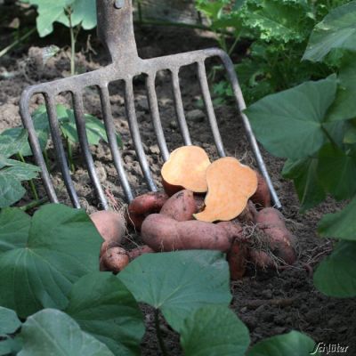 Speise-Süßkartoffel F1 - 1 Pflanze Speise-Süßkartoffel F1 - 1 Pflanze