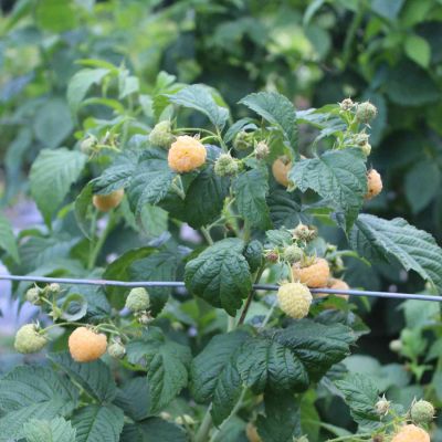 Zwerg-Herbsthimbeere Lowberry® 'Goodasgold®' Zwerg-Herbsthimbeere Lowberry® 'Goodasgold®'