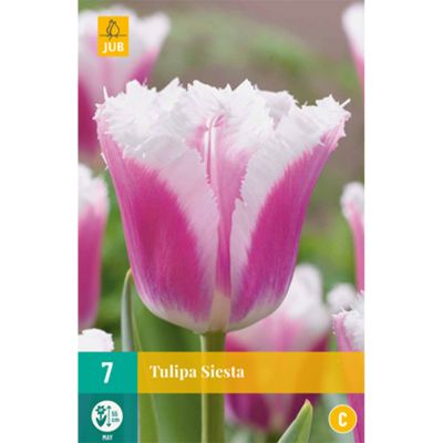 Gefranste Tulpe 'Siesta' - 7 Stück Gefranste Tulpe 'Siesta' - 7 Stück
