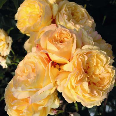 Stammrose 'Lampion®' - 60 cm Stamm Stammrose 'Lampion®' - 60 cm Stamm