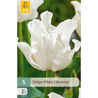 Coronet-Tulpe 'White Liberstar' - 5 Stück